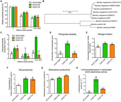 Plant growth-promoting rhizobacterium Bacillus megaterium modulates the expression of antioxidant-related and drought-responsive genes to protect rice (Oryza sativa L.) from drought